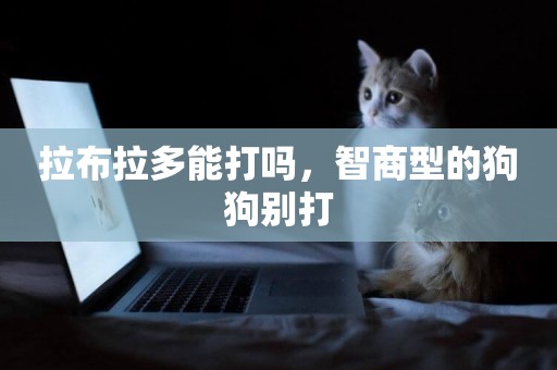 拉布拉多能打嗎，智商型的狗狗別打