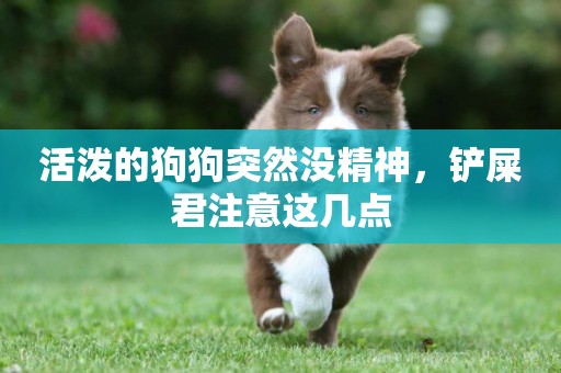 活潑的狗狗突然沒精神，鏟屎君注意這幾點