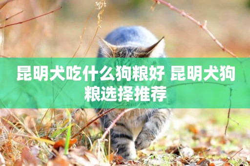 昆明犬吃什么狗糧好 昆明犬狗糧選擇推薦
