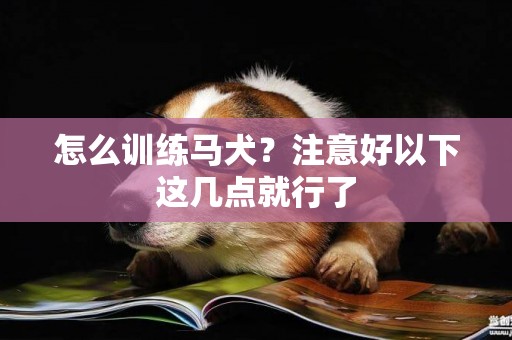 怎么訓練馬犬？注意好以下這幾點就行了