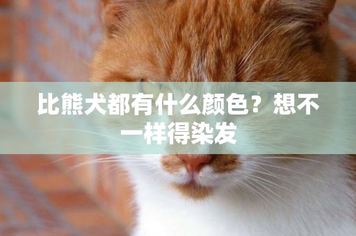 比熊犬都有什么顏色？想不一樣得染發