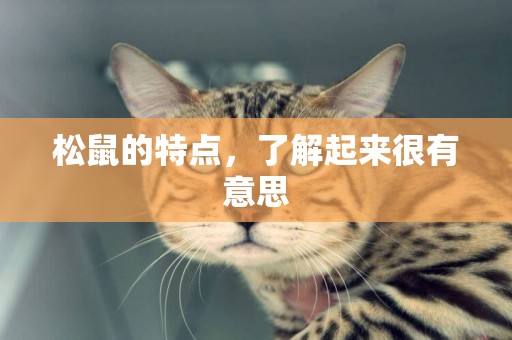 松鼠的特點，了解起來很有意思