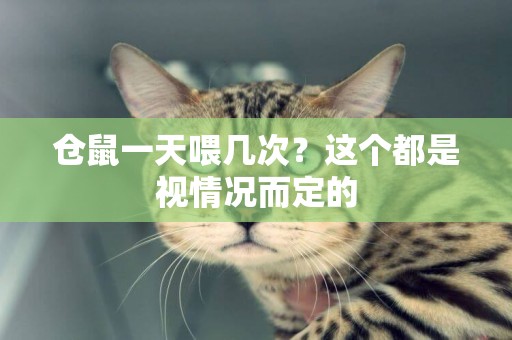 倉鼠一天喂幾次？這個都是視情況而定的