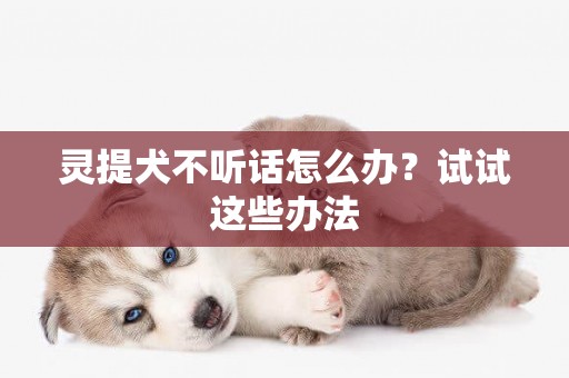 靈提犬不聽話怎么辦？試試這些辦法
