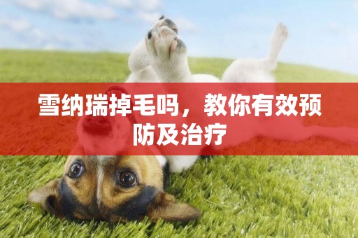 雪納瑞掉毛嗎，教你有效預防及治療