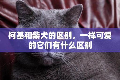 柯基和柴犬的區別，一樣可愛的它們有什么區別