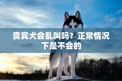 貴賓犬會亂叫嗎？正常情況下是不會的