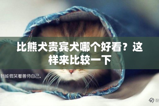 比熊犬貴賓犬哪個好看？這樣來比較一下