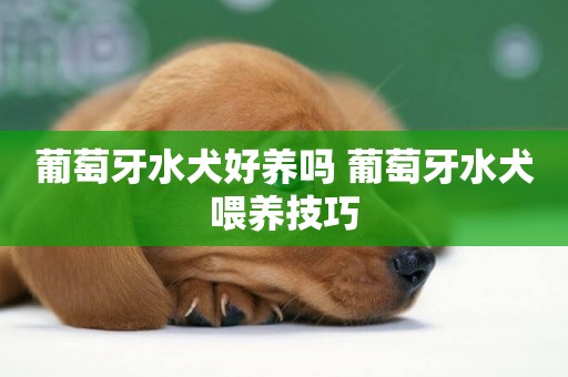 葡萄牙水犬好養嗎 葡萄牙水犬喂養技巧