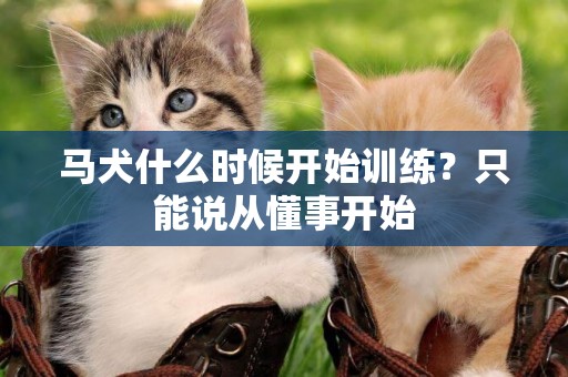 馬犬什么時候開始訓練？只能說從懂事開始