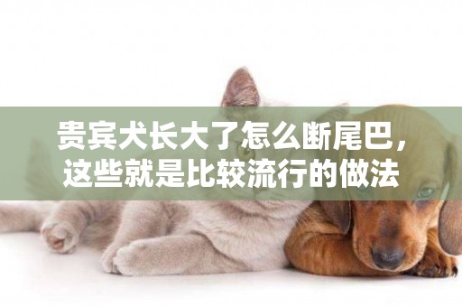貴賓犬長大了怎么斷尾巴，這些就是比較流行的做法