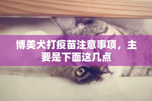 博美犬打疫苗注意事項，主要是下面這幾點