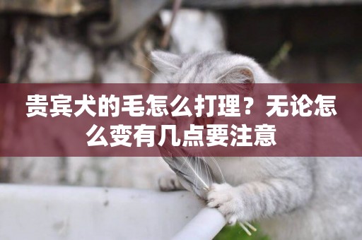 貴賓犬的毛怎么打理？無論怎么變有幾點要注意