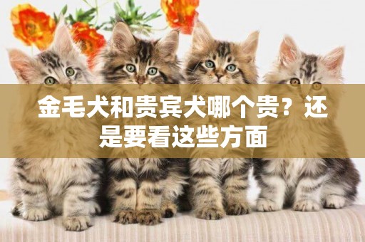 金毛犬和貴賓犬哪個貴？還是要看這些方面