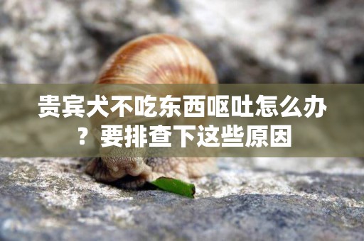 貴賓犬不吃東西嘔吐怎么辦？要排查下這些原因