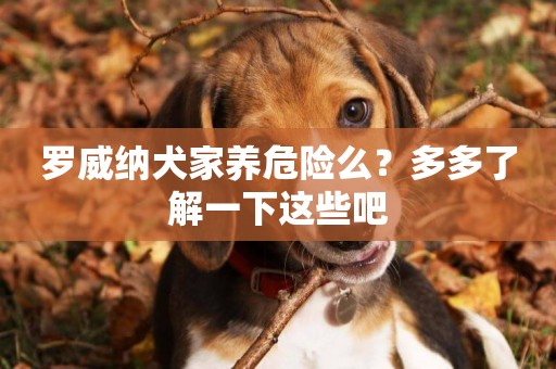羅威納犬家養危險么？多多了解一下這些吧
