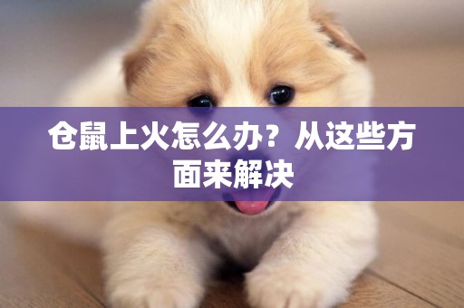 倉鼠上火怎么辦？從這些方面來解決