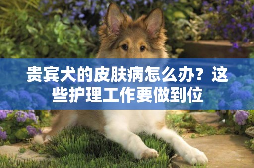貴賓犬的皮膚病怎么辦？這些護理工作要做到位