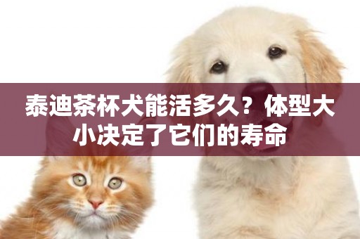 泰迪茶杯犬能活多久？體型大小決定了它們的壽命