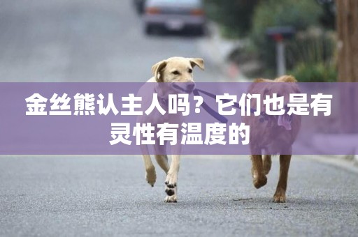 金絲熊認主人嗎？它們也是有靈性有溫度的
