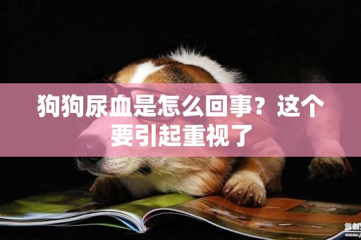 狗狗尿血是怎么回事？這個要引起重視了