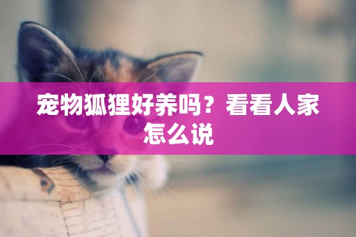 寵物狐貍好養嗎？看看人家怎么說