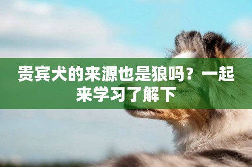 貴賓犬的來源也是狼嗎？一起來學習了解下