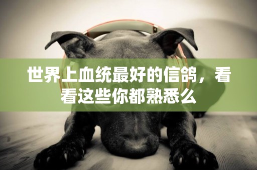 世界上血統最好的信鴿，看看這些你都熟悉么