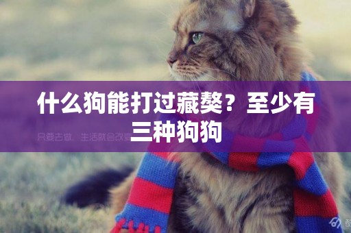 什么狗能打過藏獒？至少有三種狗狗