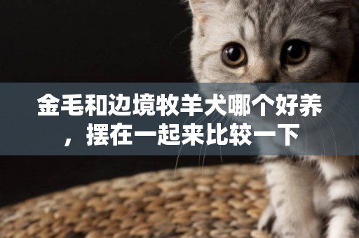 金毛和邊境牧羊犬哪個好養，擺在一起來比較一下