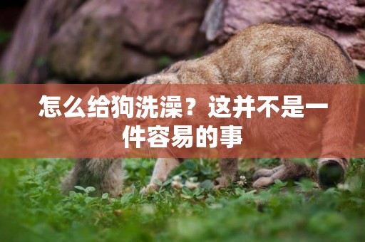 怎么給狗洗澡？這并不是一件容易的事