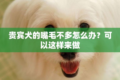貴賓犬的嘴毛不多怎么辦？可以這樣來做