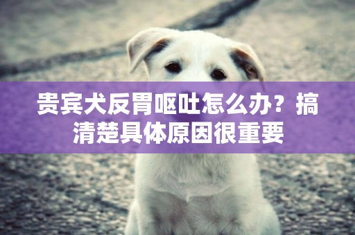 貴賓犬反胃嘔吐怎么辦？搞清楚具體原因很重要