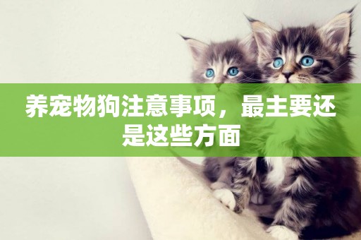 養寵物狗注意事項，最主要還是這些方面