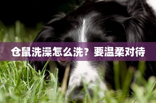 倉鼠洗澡怎么洗？要溫柔對待