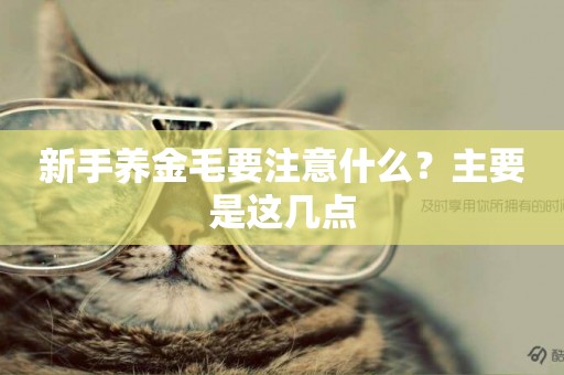 新手養金毛要注意什么？主要是這幾點