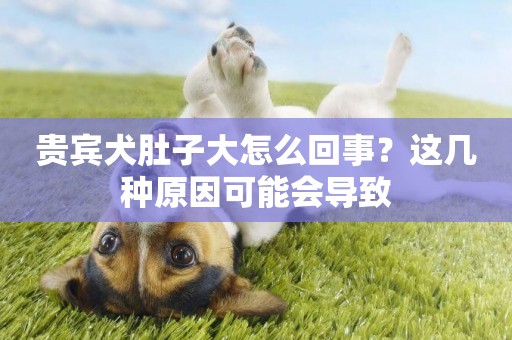 貴賓犬肚子大怎么回事？這幾種原因可能會導致