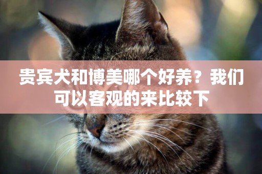 貴賓犬和博美哪個好養？我們可以客觀的來比較下