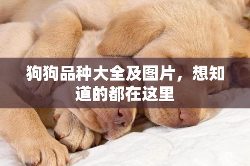 狗狗品種大全及圖片，想知道的都在這里