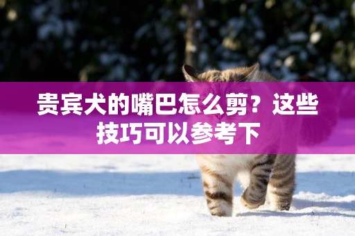 貴賓犬的嘴巴怎么剪？這些技巧可以參考下