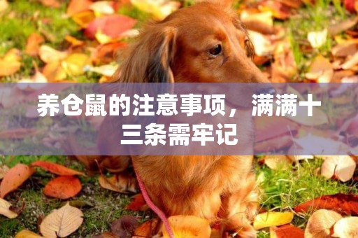 養倉鼠的注意事項，滿滿十三條需牢記