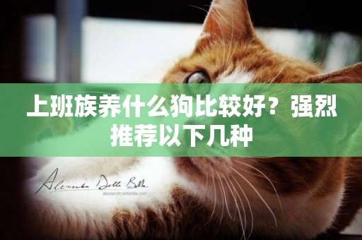 上班族養什么狗比較好？強烈推薦以下幾種