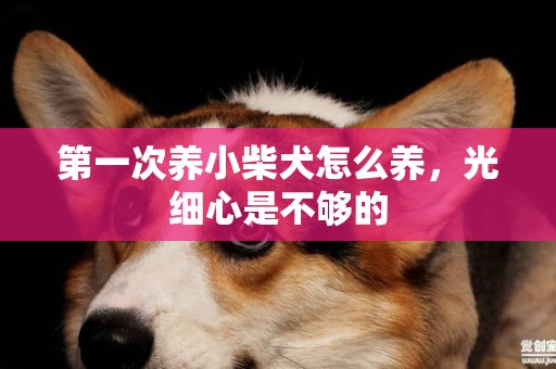第一次養小柴犬怎么養，光細心是不夠的