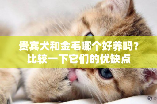 貴賓犬和金毛哪個好養嗎？比較一下它們的優缺點