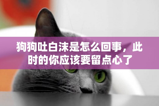 狗狗吐白沫是怎么回事，此時的你應該要留點心了