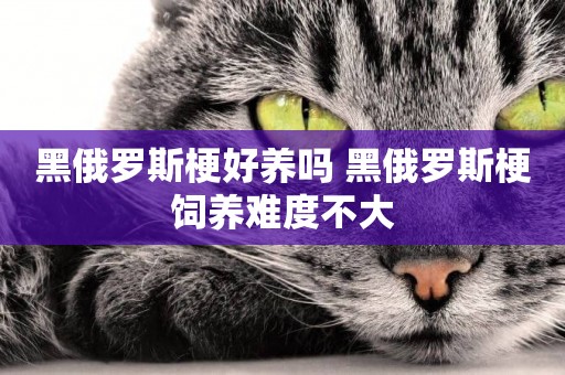 黑俄羅斯梗好養嗎 黑俄羅斯梗飼養難度不大