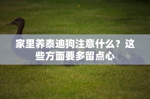 家里養泰迪狗注意什么？這些方面要多留點心