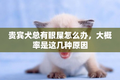 貴賓犬總有眼屎怎么辦，大概率是這幾種原因