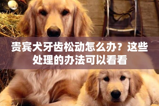 貴賓犬牙齒松動怎么辦？這些處理的辦法可以看看