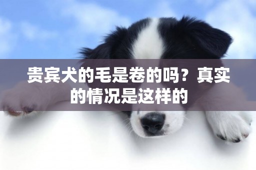 貴賓犬的毛是卷的嗎？真實的情況是這樣的